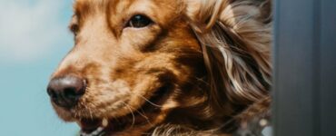 Hund i bil